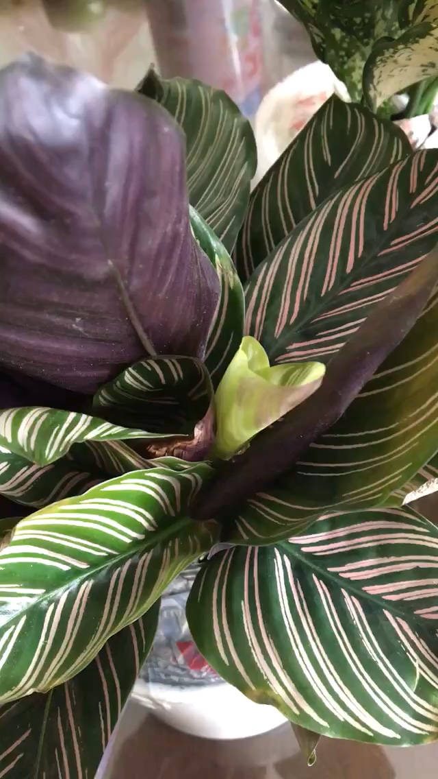 Cây Đuôi Công Tím Chậu Sứ Để Bàn Tặng Kèm Sỏi Trang Trí