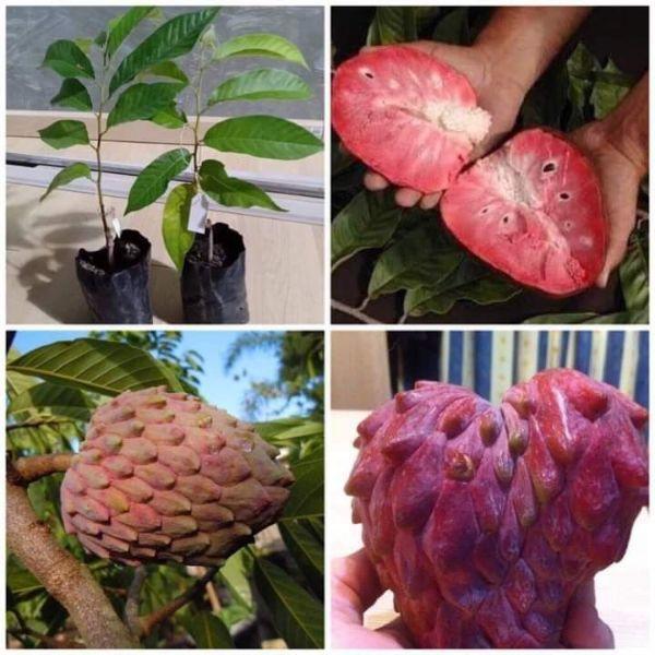 Cây Giống Na đỏ