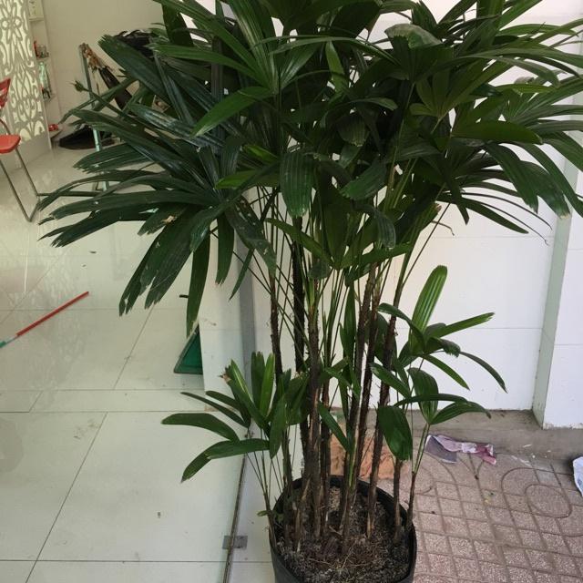 Cây trúc mây - 1 bụi