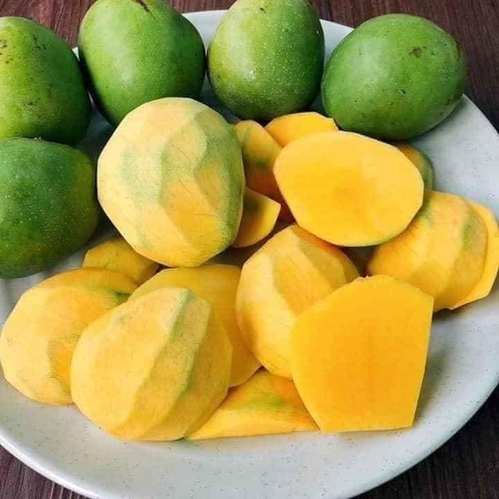 CÂY GIỐNG XOÀI TƯỢNG DA XANH