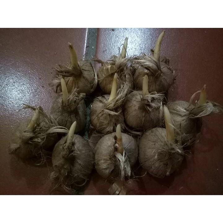 3 Củ giống hoa nghệ tây hoa hồng sọc