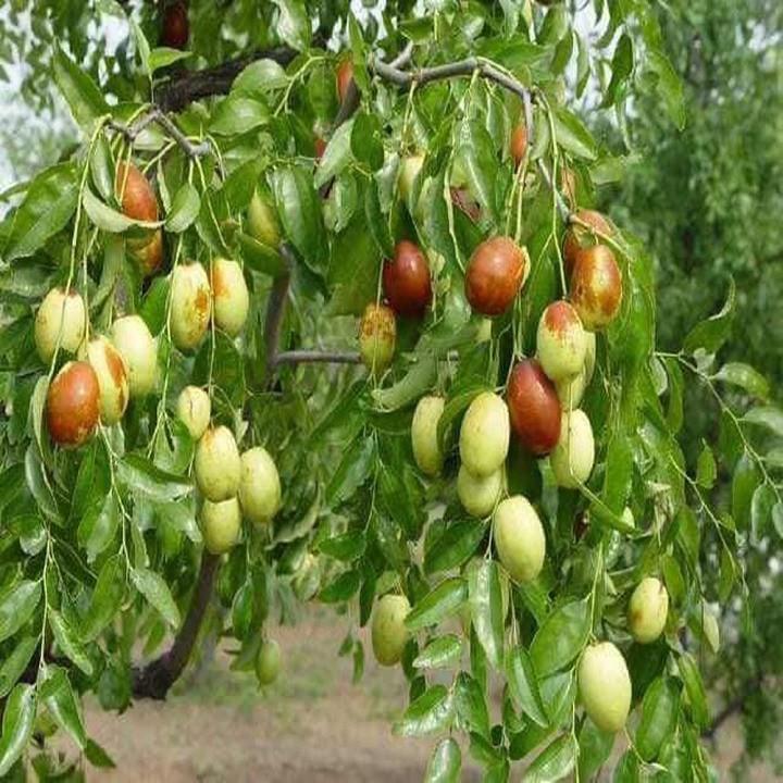 CÂY GIỐNG TÁO ĐỎ TÂN CƯƠNG, CHO QUẢ SƠM