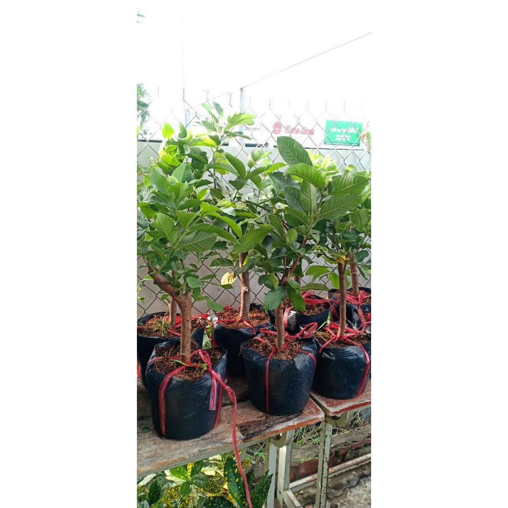 Cây ổi ruột đỏ