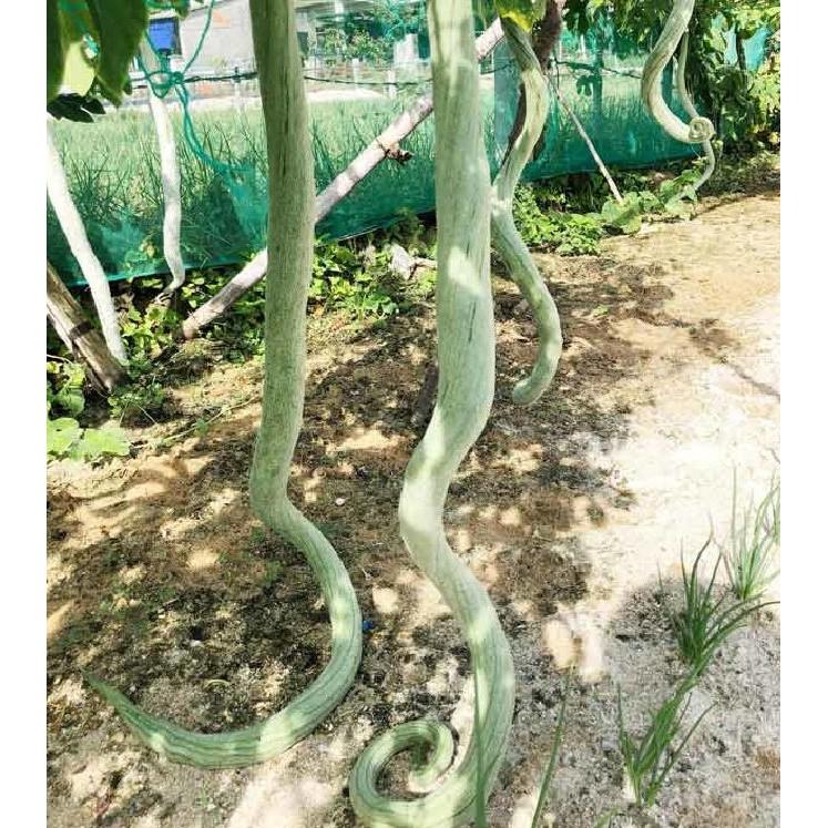 Hạt giống mướp rắn  quả dài - 5 hạt/gói