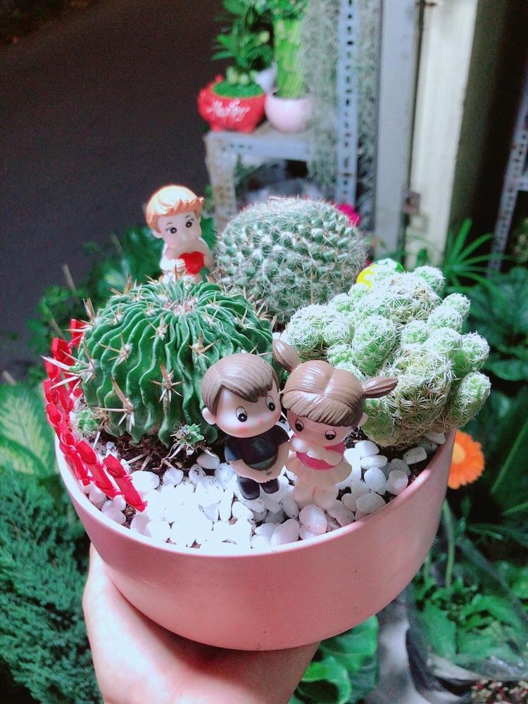 Chậu Xương Rồng Tiểu Cảnh