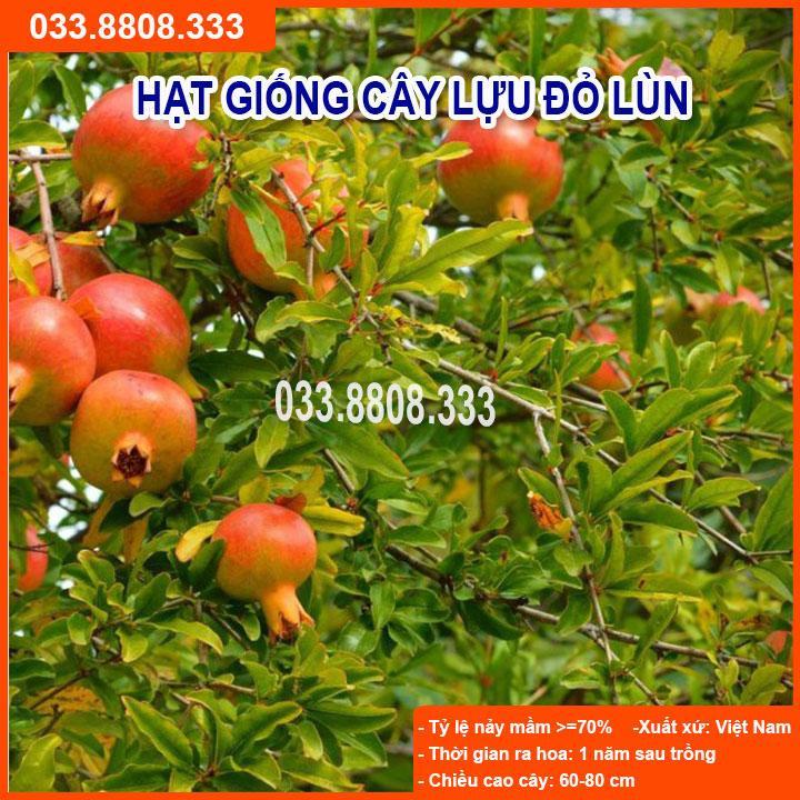 HẠT GIỐNG CÂY LỰU LÙN ĐỎ - GIỐNG CỰC CHUẨN