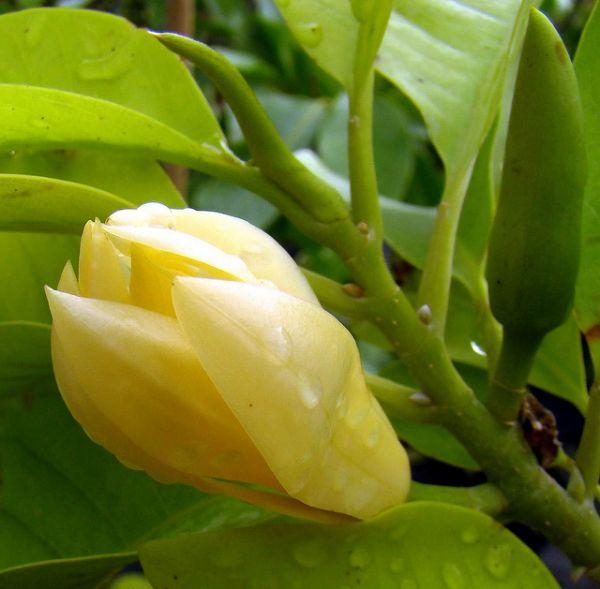 Cây hoa hoàng lan cây đẹp chuẩn giống