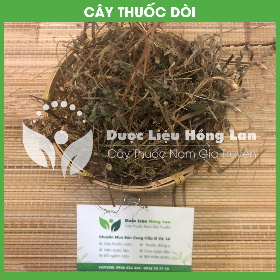 500gram Cây thuốc dòi / bọ mắm khô sạch