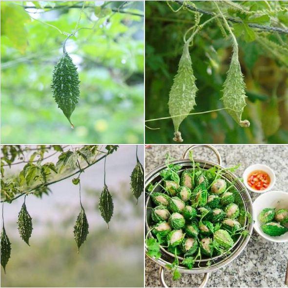 Combo 5 loại hạt giống khổ qua – 5 gói – tặng 1 kích hạt nảy mầm