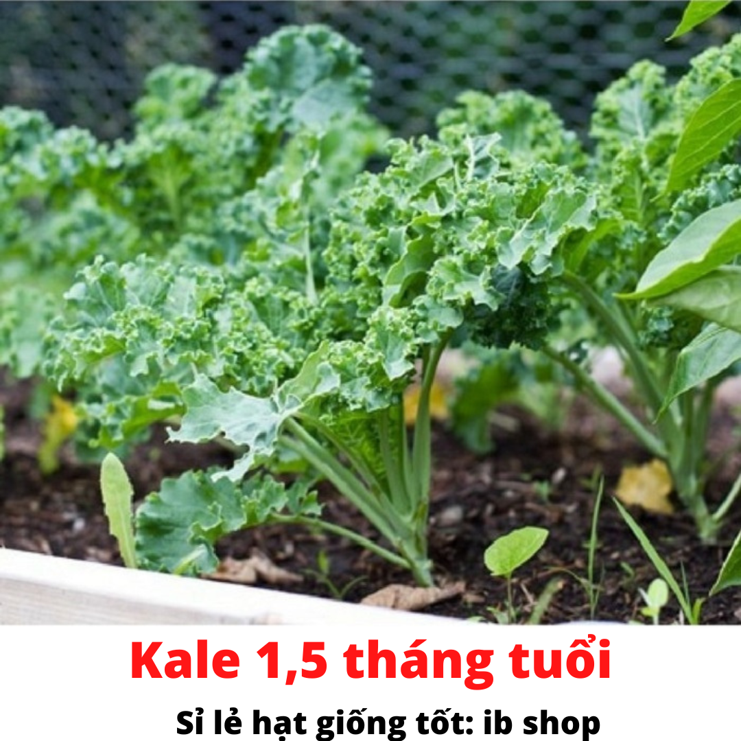 Hạt Giống cải xoăn Xanh, cải xoăn Kale (gần 800 hạt)