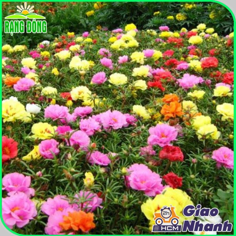 Hạt giống Hoa Mười Giờ Nhiều Màu Rd 810 (0,03g~150 hạt) trồng quanh năm, hoa nở liên tục mỗi sáng - Hạt giống Rạng Đông