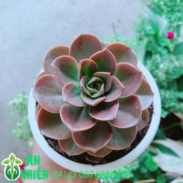 Chậu Sen Đá Nâu