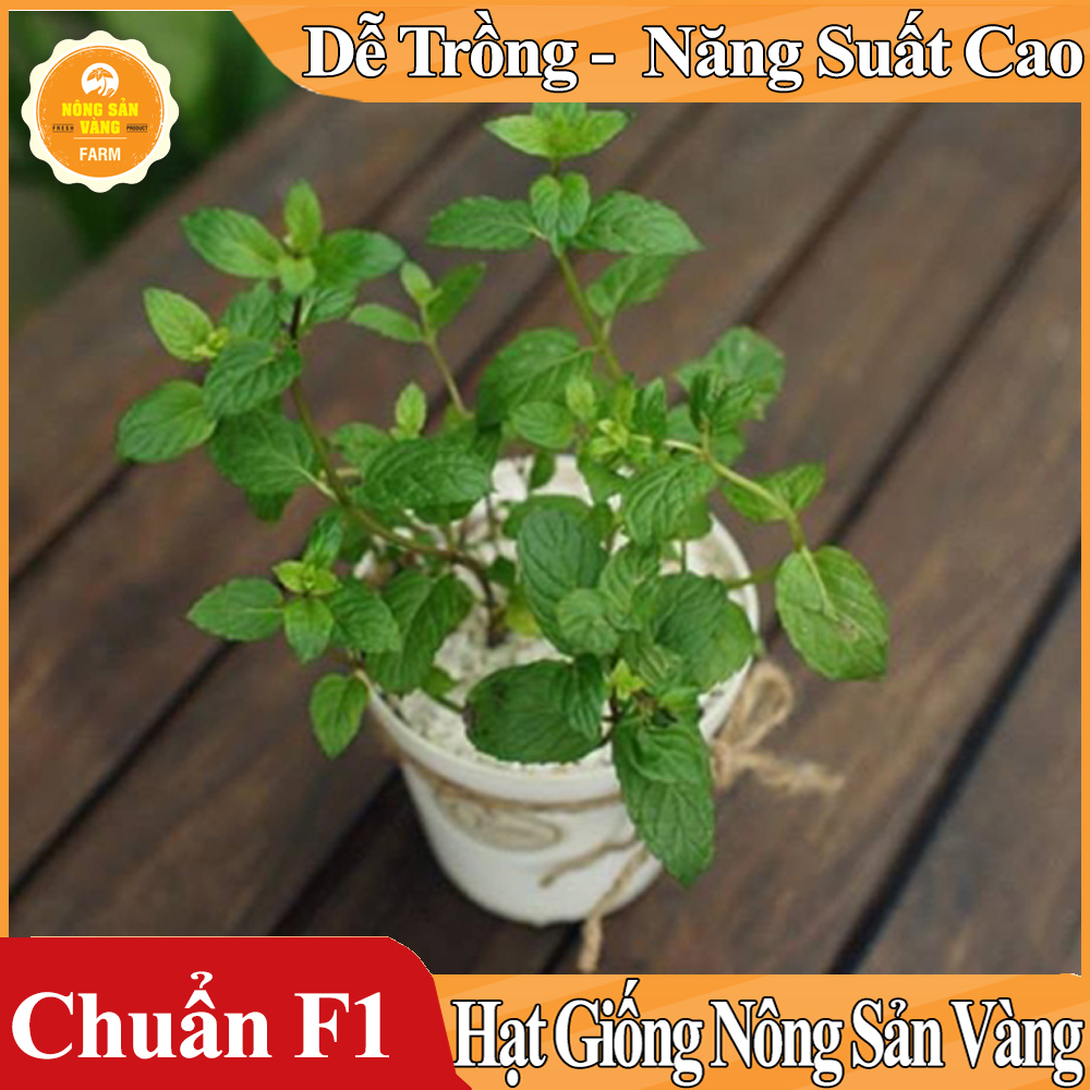 Hạt giống Cây Bạc Hà, Bạc Hà Cay Peppermint - Nông Sản Vàng