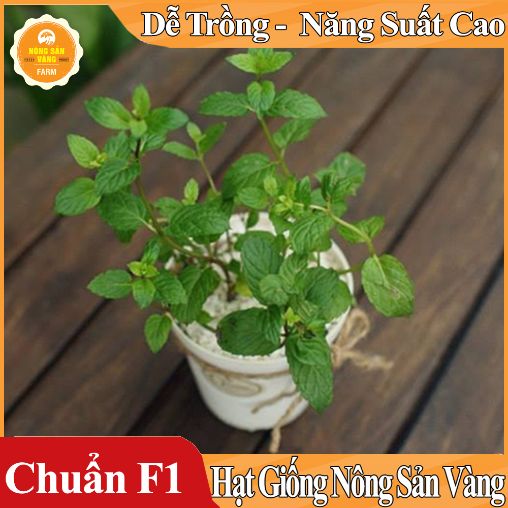 Hạt giống Cây Bạc Hà, Bạc Hà Cay Peppermint ( Gói 100 Hạt ) - Nông Sản Vàng