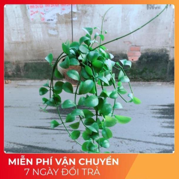 Đô La Dây Vỏ Ốc