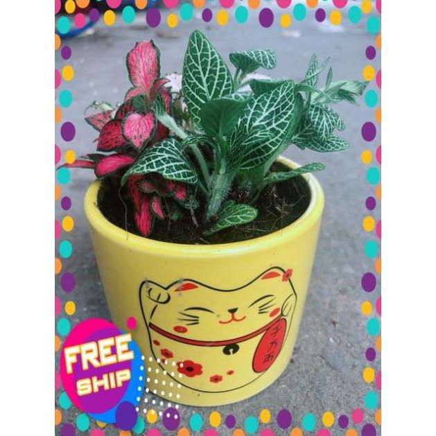 Chậu Cẩm Nhung Xanh+Đỏ+Hồng