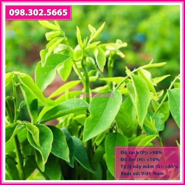 Hạt giống rau ngót