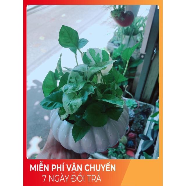 Chậu Trầu Bà Sữa