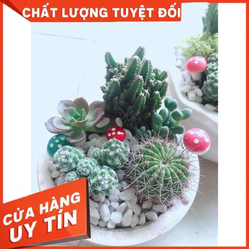 Chậu cây mix sẵn Nhiều Người Mua