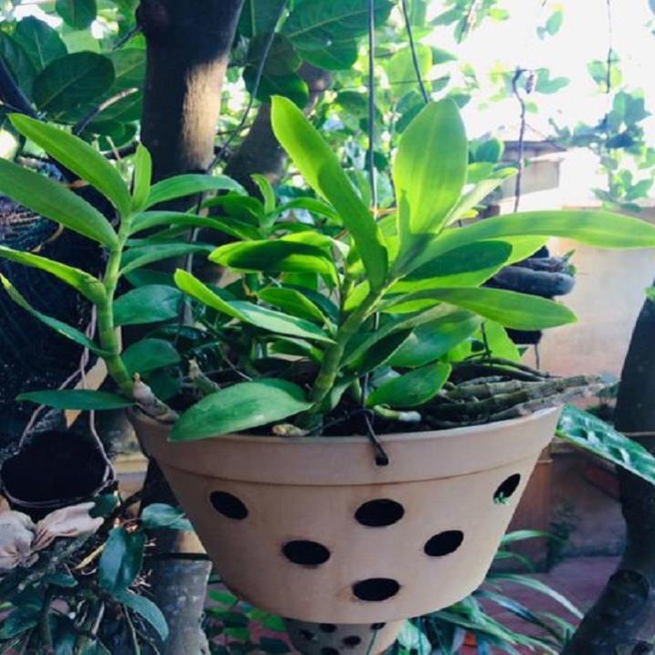 Sản Phẩm Hoa lan trầm tím thái lan
