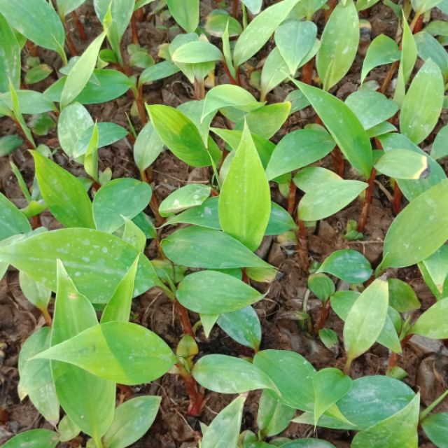 Cây giống chuối đỏ cấy mô siêu sớm