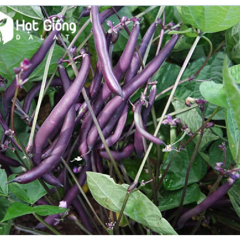 Hạt giống đậu cove tím lùn-gói 5 gram-tặng kèm gói phân bón lót