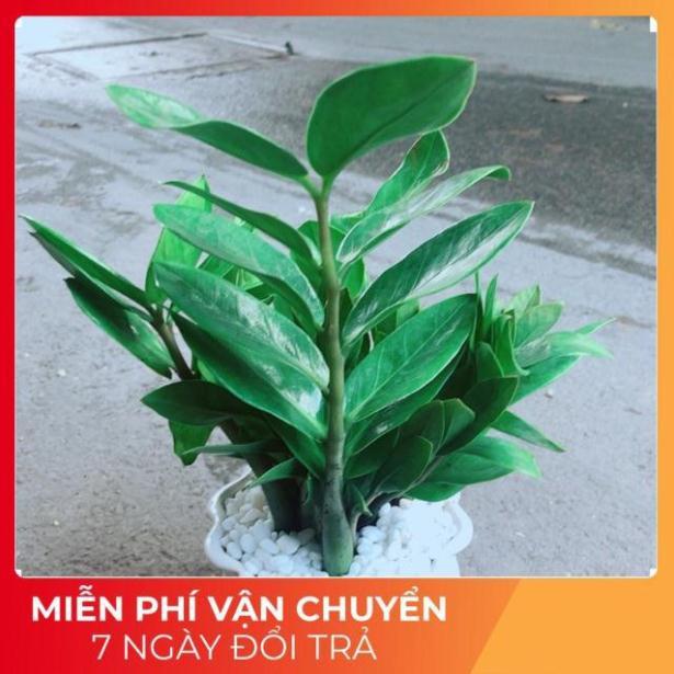 Chậu Kim Tiền