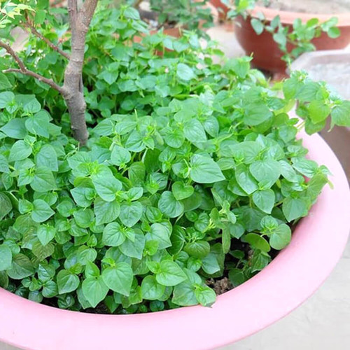 Cây rau càng cua giống xanh tươi giống - 1 bậu gồm 5 cây - rau tiêu hay đơn kim, đơn buốt, cúc áo, quỷ châm thảo