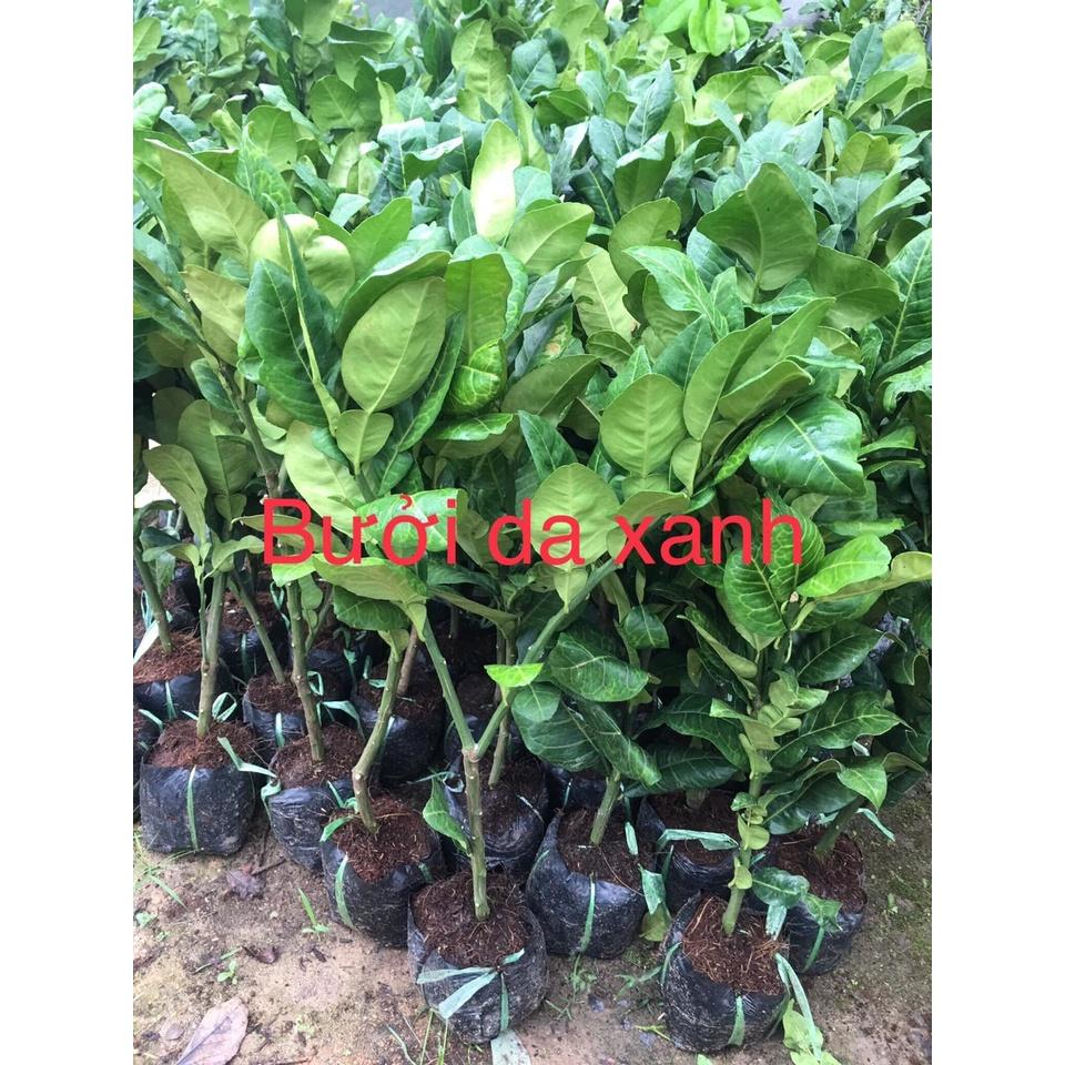 CÂY BƯỞI DA XANH