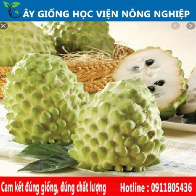 Sản phẩm Cây Ăn Trái cây giống na dứa quả to ít hạt