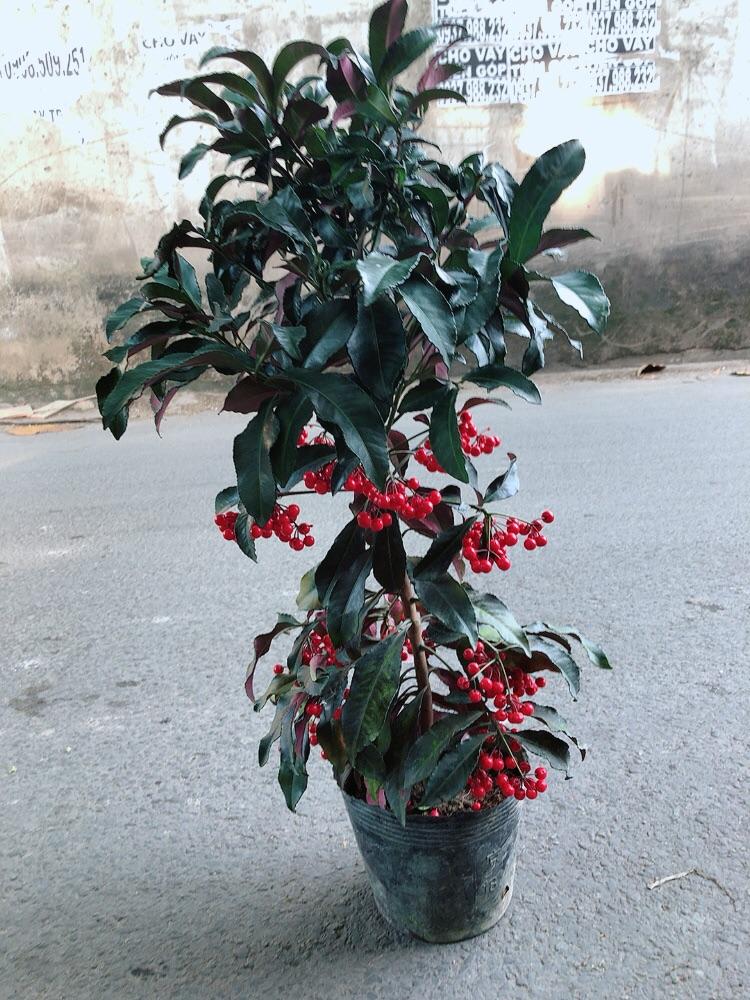 Cây Kim Ngân Lượng Size Lớn