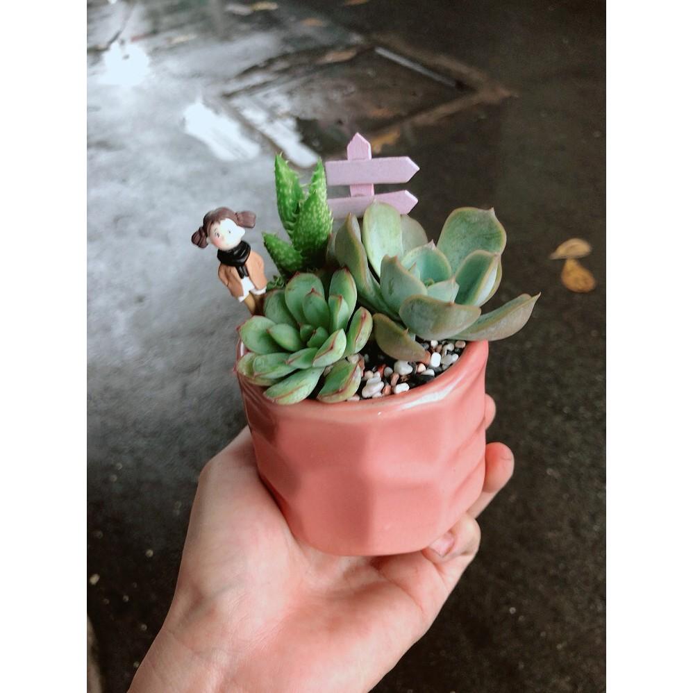 Chậu sen đá tiểu cảnh 6