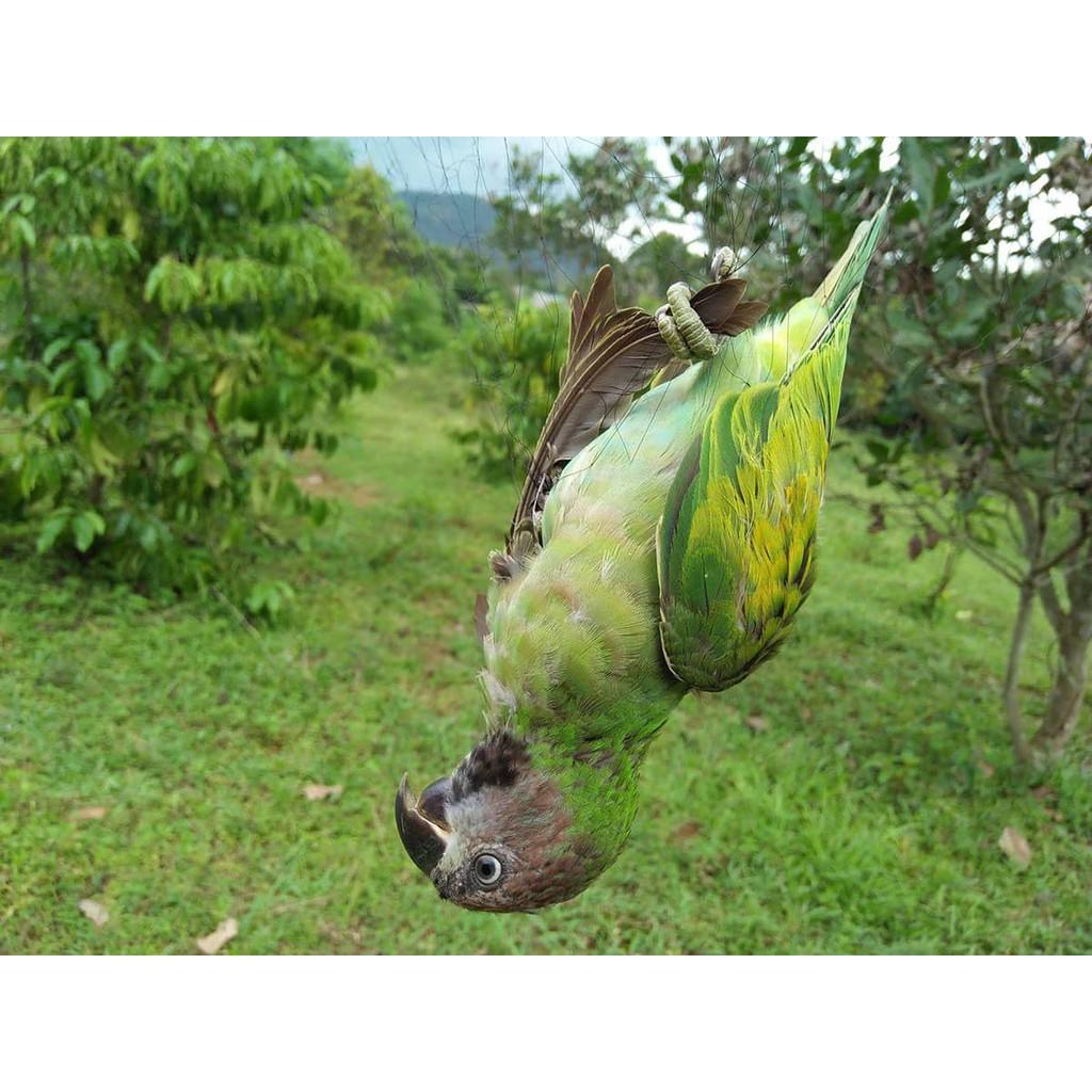 60m lưới 4p bẫy chim sẻ, chào mào, trao trảo, cu, tổng hợp chim ngày, lưới tàn hình.