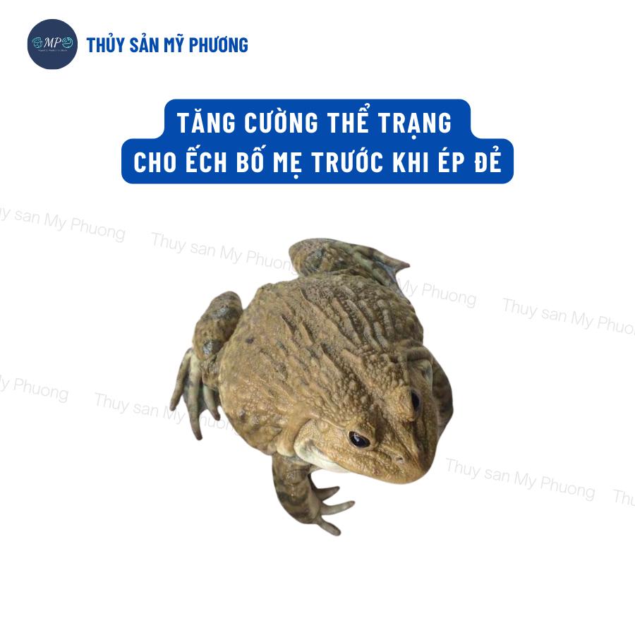 Siêu tăng trọng đạm thủy phân Masol Forte chắc thịt nặng cân chống sốc cho tôm thẻ cá lươn ếch ốc baba