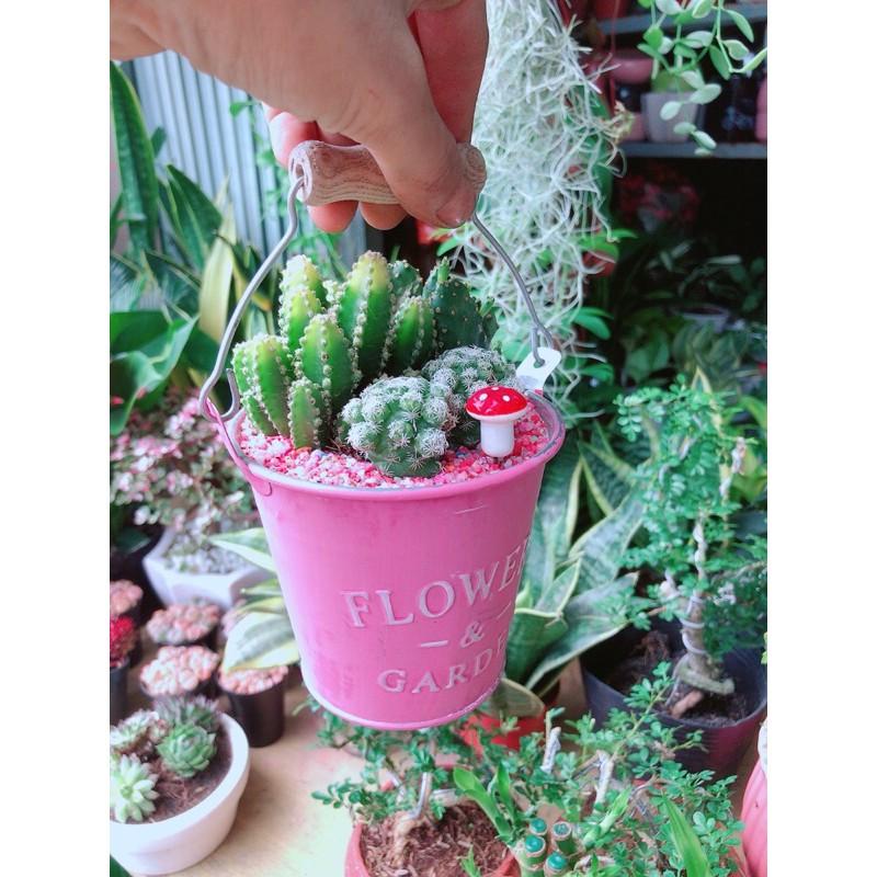 Chậu Xương Rồng Tiểu Cảnh
