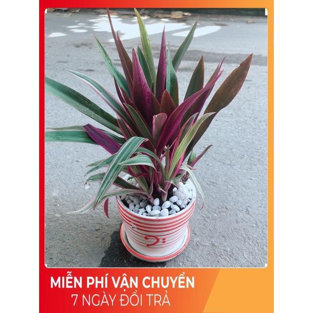 Chậu Cây Bảy Sắc Cầu Vòng