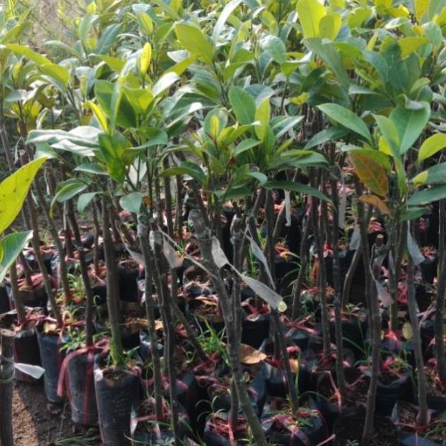 Cây mít tố nữ gheps