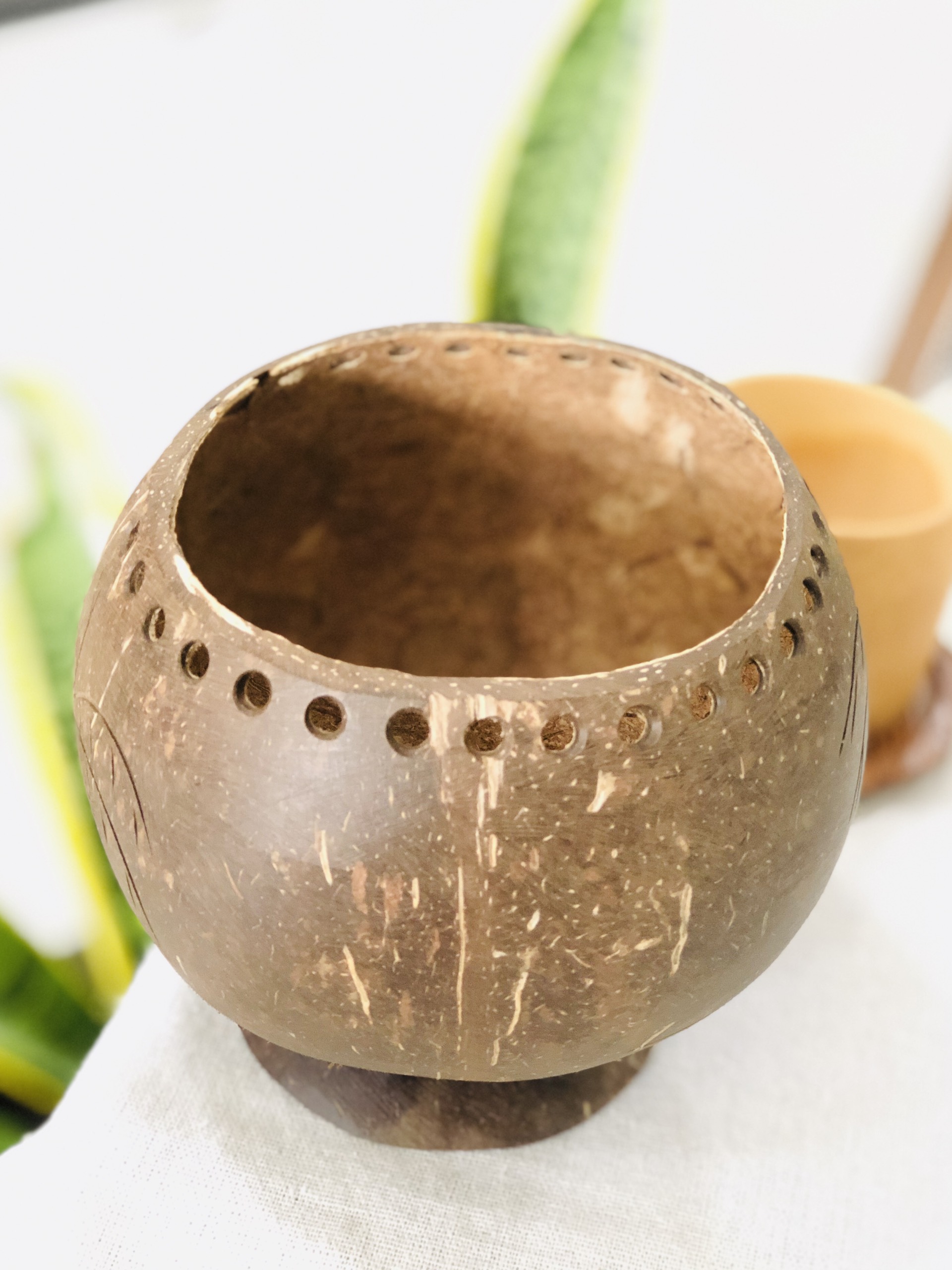 Gáo dừa trồng cây để bàn trưng trang trí