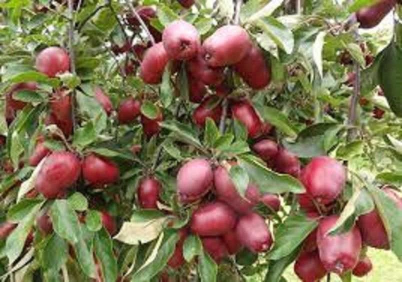 CÂY GIỐNG LÊ ĐỎ NAM PHI SIÊU QUẢ SIÊU KINH TẾ-CAM KẾT GIỐNG CHUẨN F1