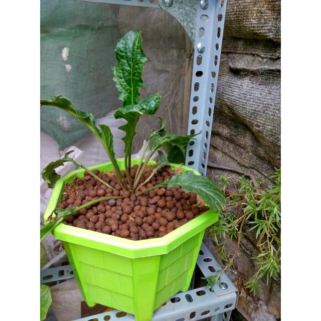 Sỏi nhẹ trồng cây cỡ số 2 500gr