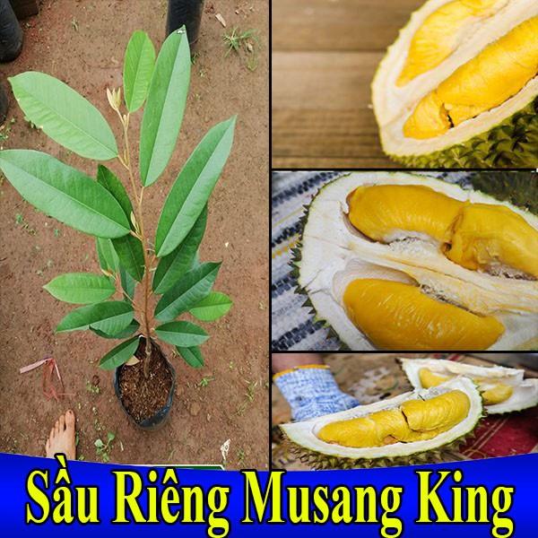 Cây giống Sầu Riêng Musang King D197
