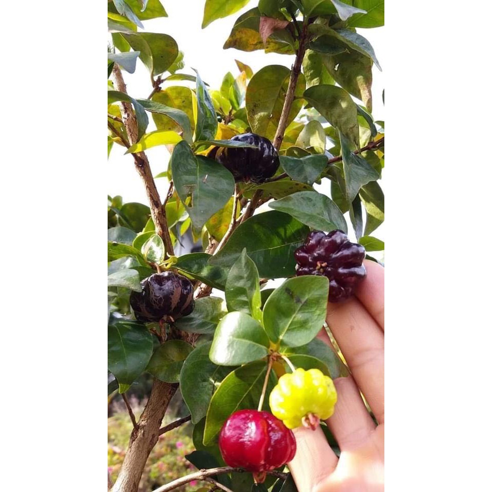 Cây giống Cherry Surinam
