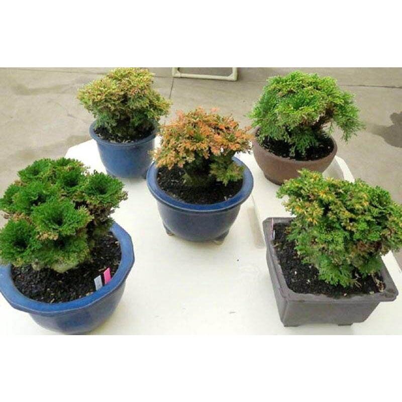 Cây bonsai tiểu cảnh Trường sinh thảo