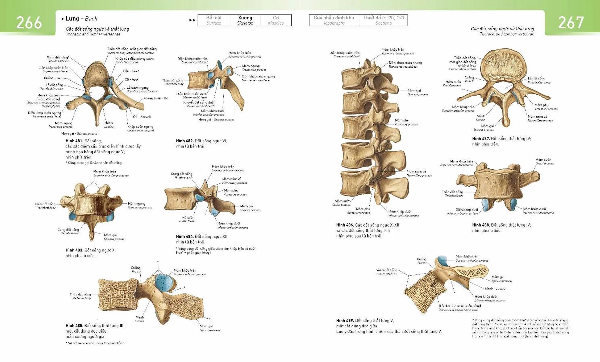 Sobotta Atlas Giải Phẫu Người
