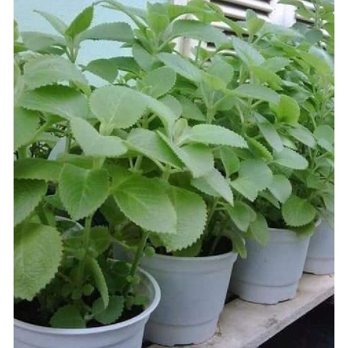 Hạt giống rau húng chanh,húng bạc hà-gói 0,1 gram/tặng kèm gói phân bón lót