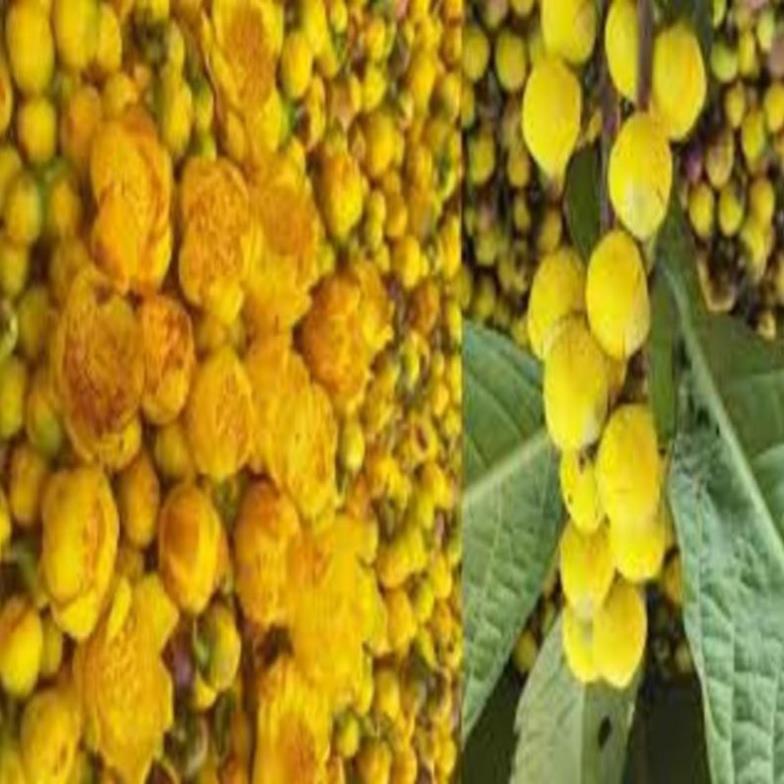 Cây giống Trà hoa vàng. Trà hoa vàng-Cây dược liệu quý mang lại giá trị kinh tế cao