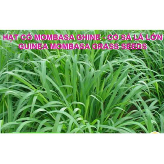 Hạt giống cỏ Mombasa Ghine - Cỏ xả lá lớn gói 1kg chất lượng cao, giống chuẩn