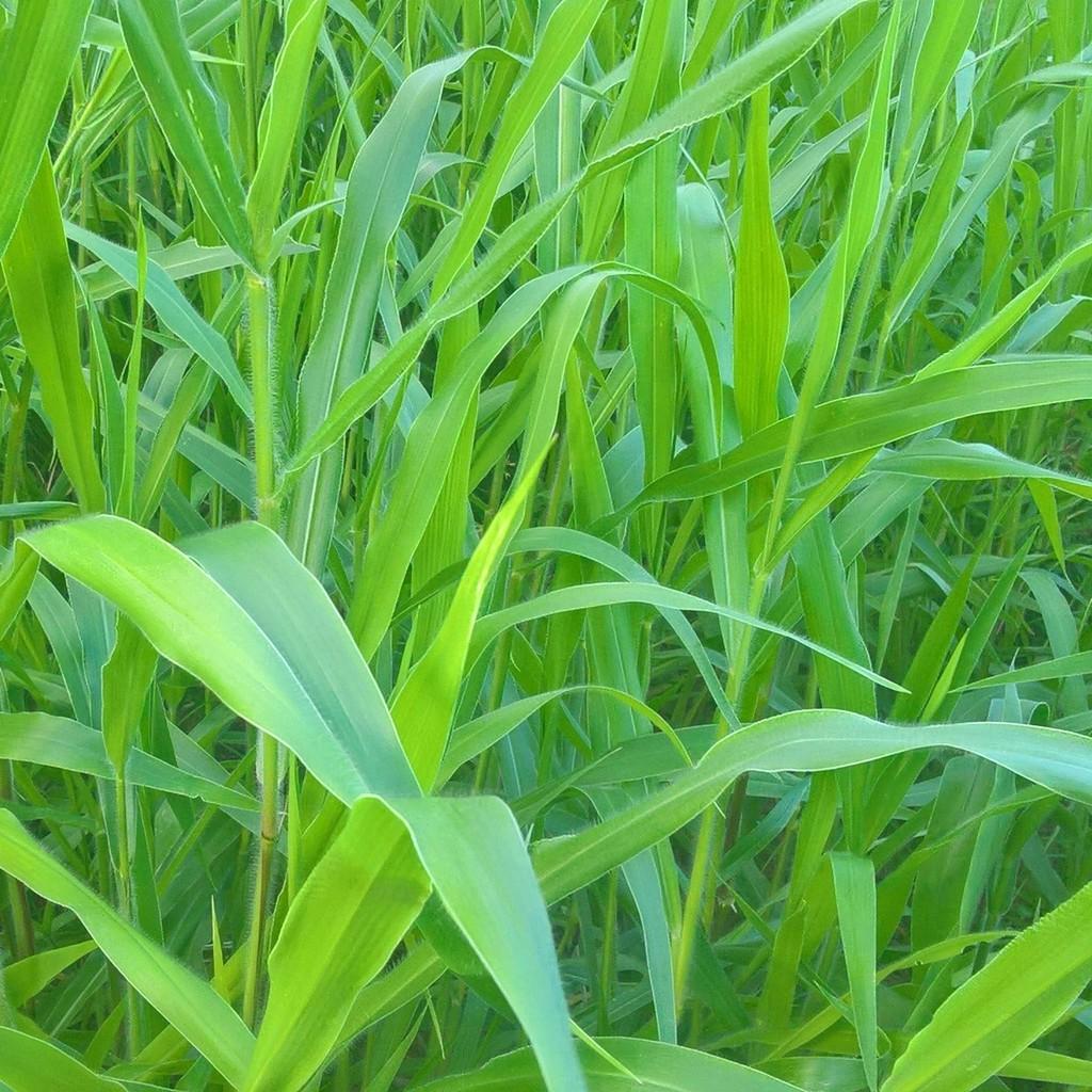 Hạt Giống Cỏ Ruzi - Gói 50g - Cỏ Có Sức Chống Chịu Tốt, Giàu Dinh Dưỡng Cho Chăn Nuôi Bò, Dê, Cừu, Thỏ, Cá...