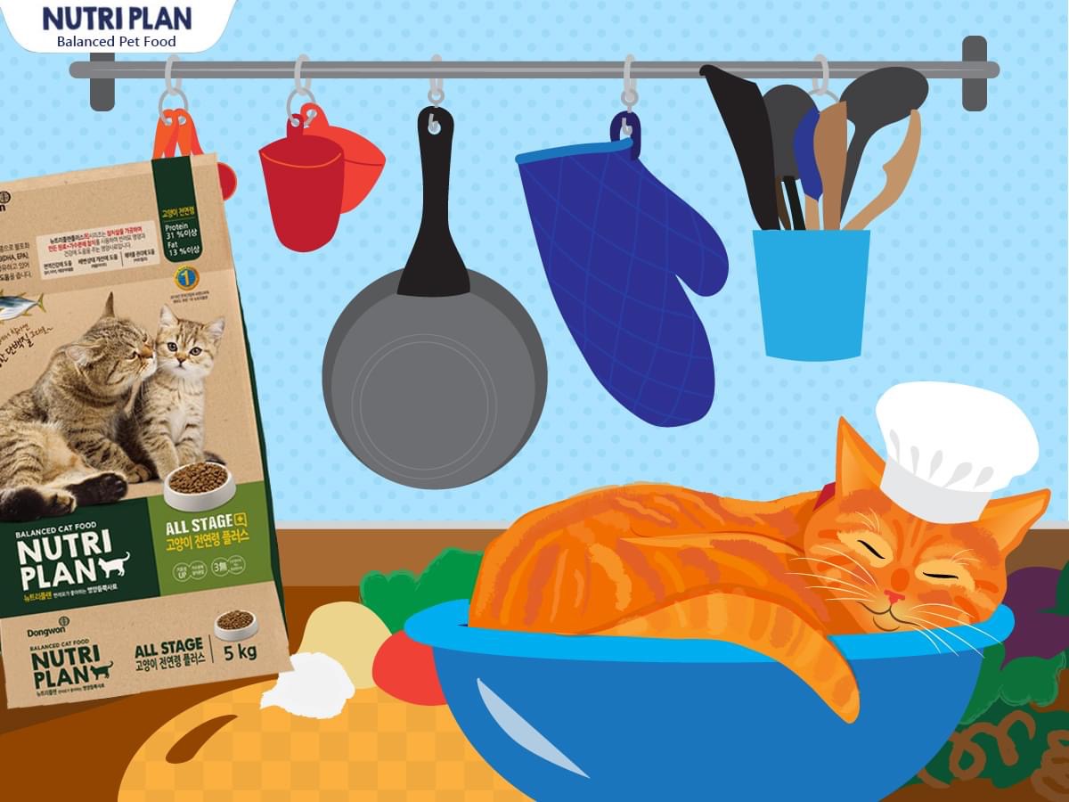 Thức ăn hạt cho mèo mọi lứa tuổi Nutri Plan Cat All Stage Plus 5Kg