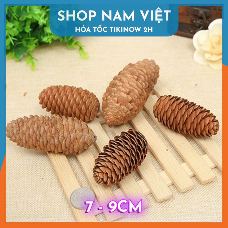 Set 5 Quả Thông Khô Đà Lạt Tự Nhiên Trang Trí Giáng Sinh